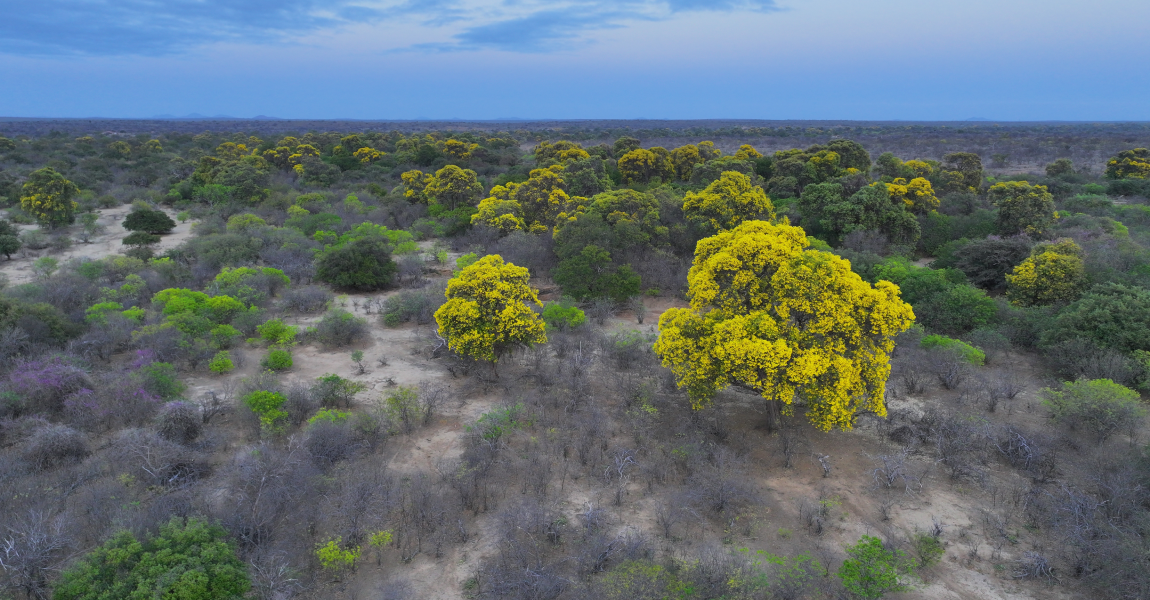 Foto Yuri Cruvinel Ribeiro