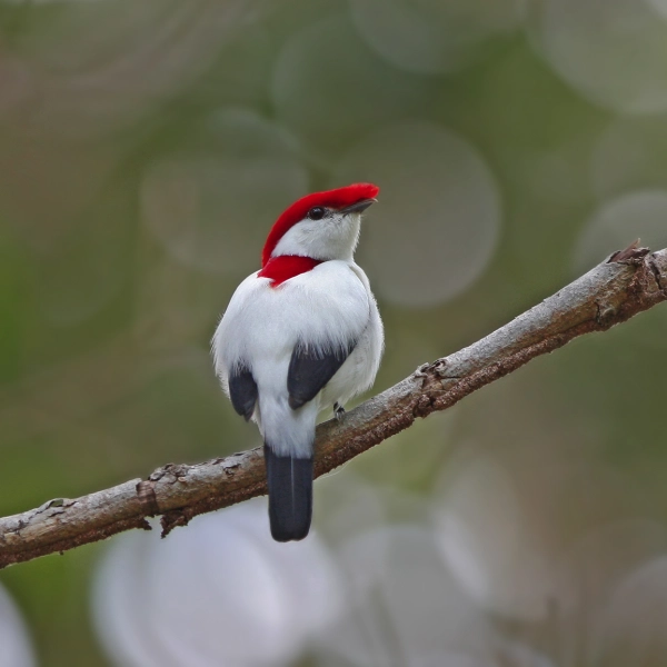 Avaliação dos riscos de extinção de espécies da flora e fauna