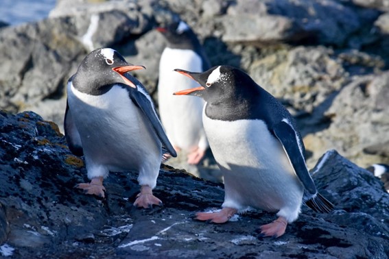 MicrosoftTeams-image (1).png