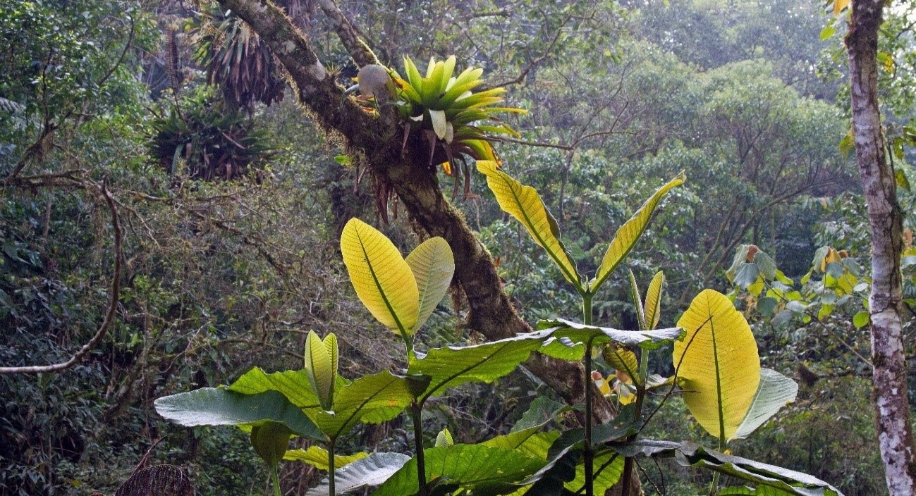 Recuperação da vegetação nativa.jpg