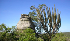Caatinga.jpg