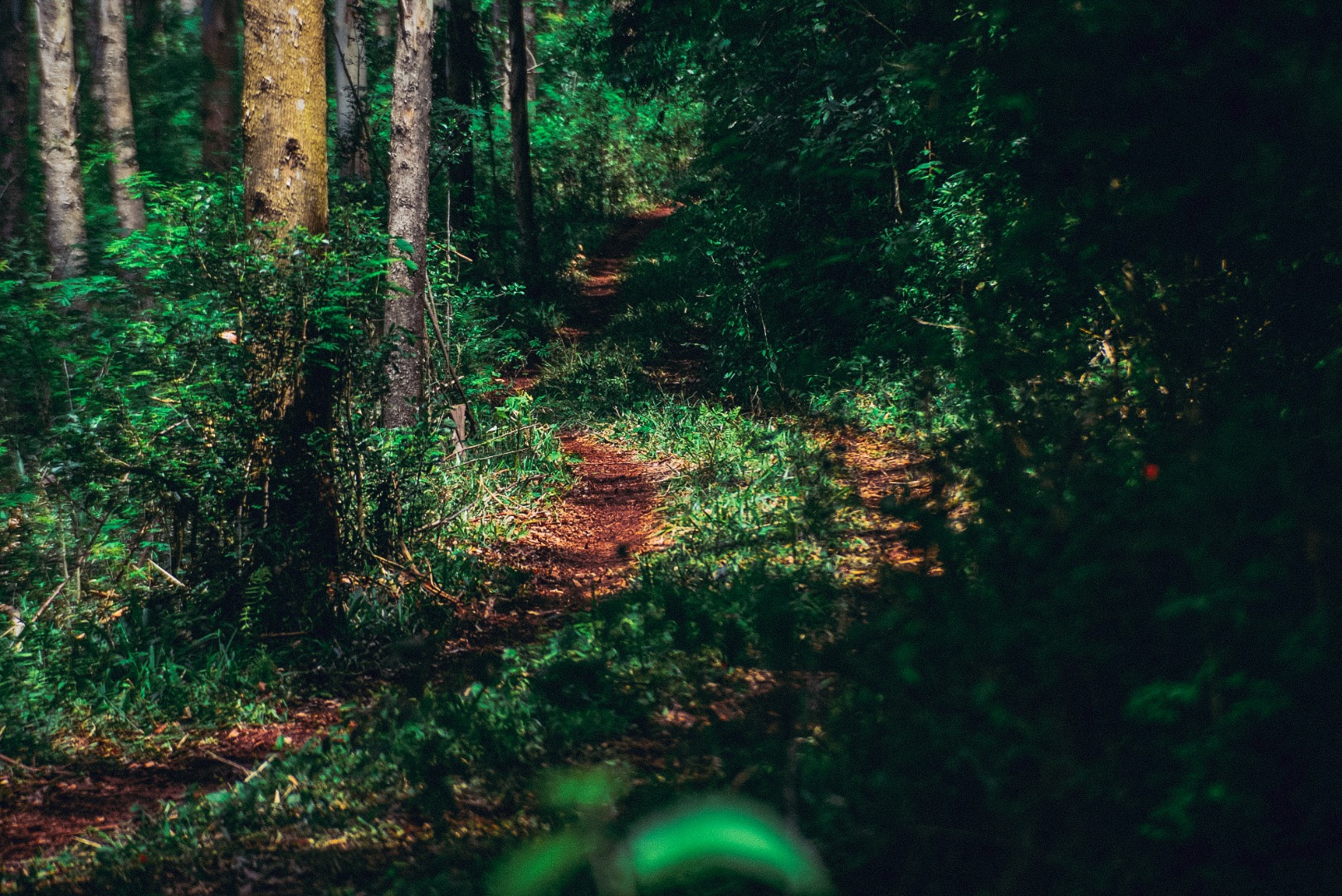 Trilha Caminhos do Peabiru