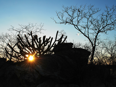 caatinga3.png
