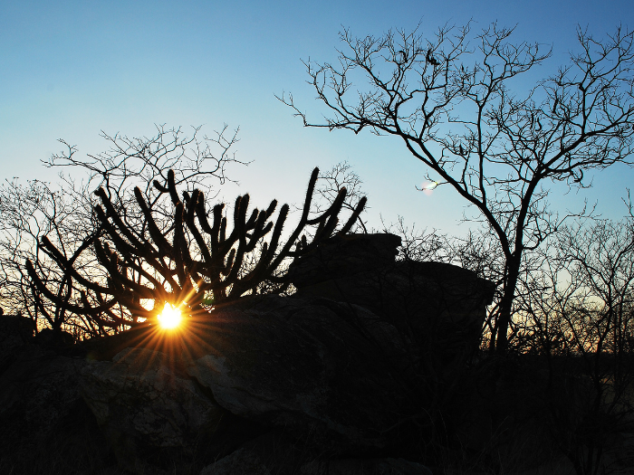 caatinga3.png