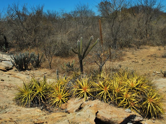 caatinga5.png