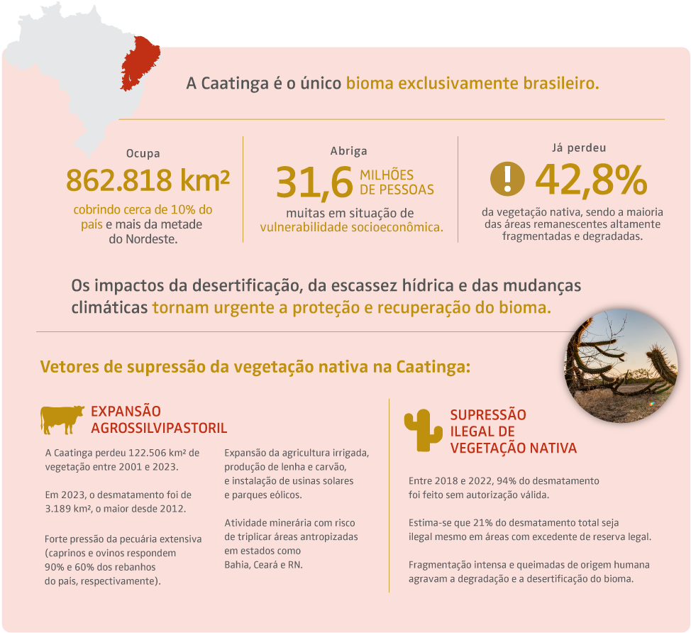 infografico caatinga