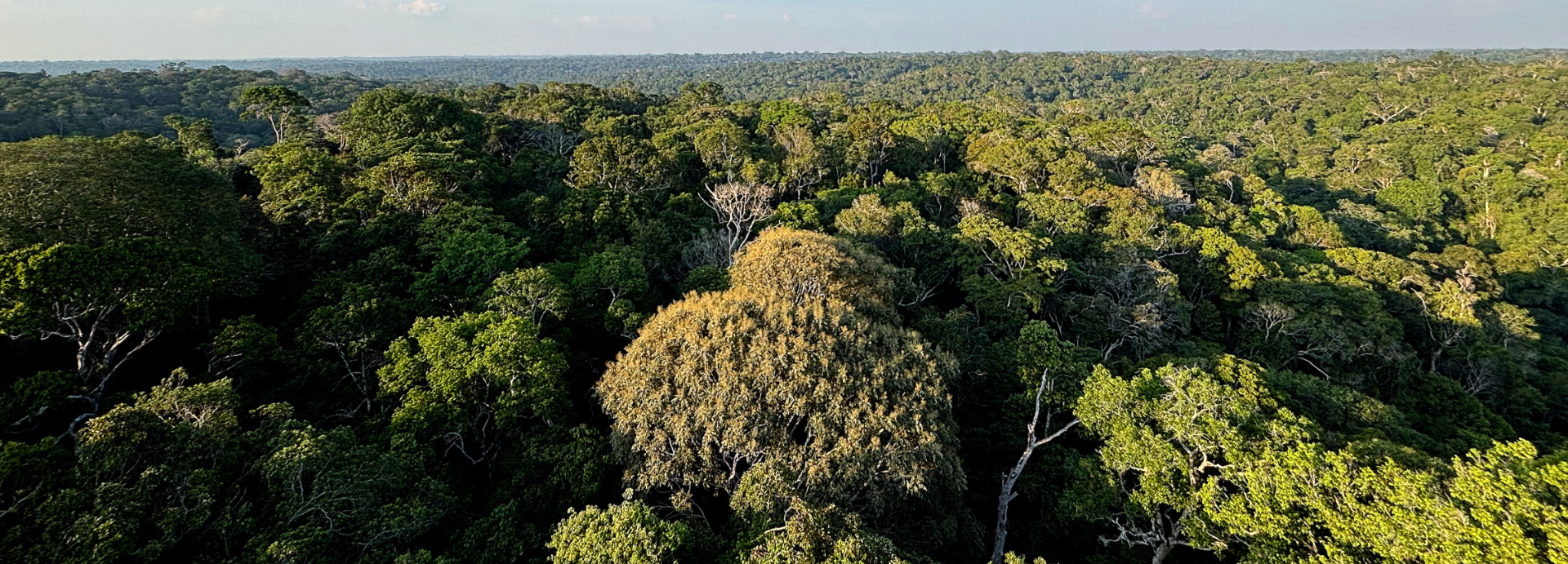 Até 2026, serão investidos um total de 96 milhões de dólares nos estados amazônicos.