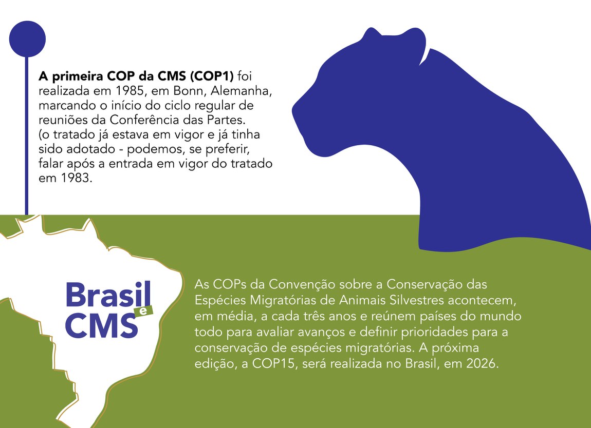 brasil e cms