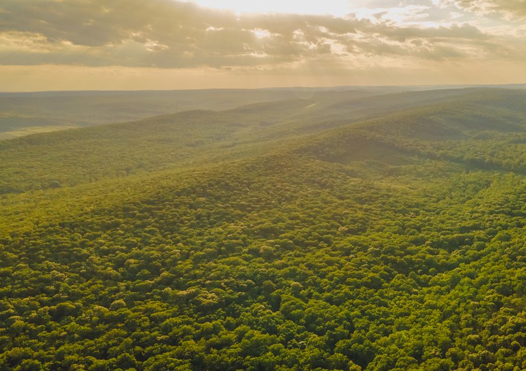 amazonia 1100x777.jpg