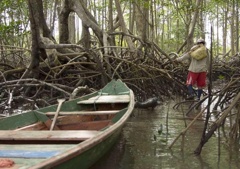 MANGUE AREAS UMIDAS.jpg