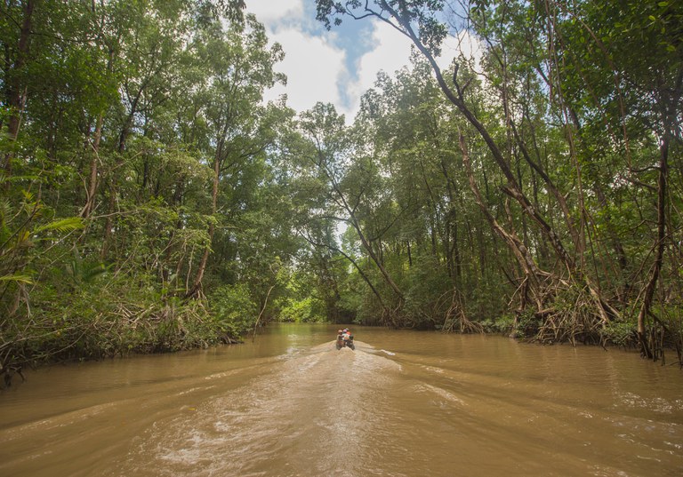 Manguezal em Furo do Miguelão, no Estado do Pará. Foto: Bruna Brandão