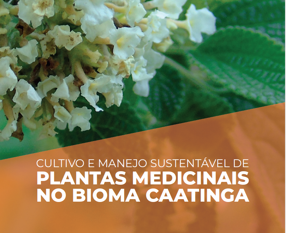plantas medicinais caatinga