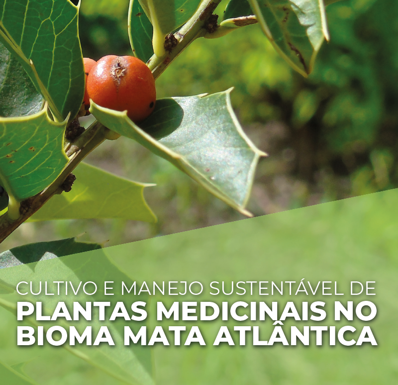 plantas medicinais mata atlantica