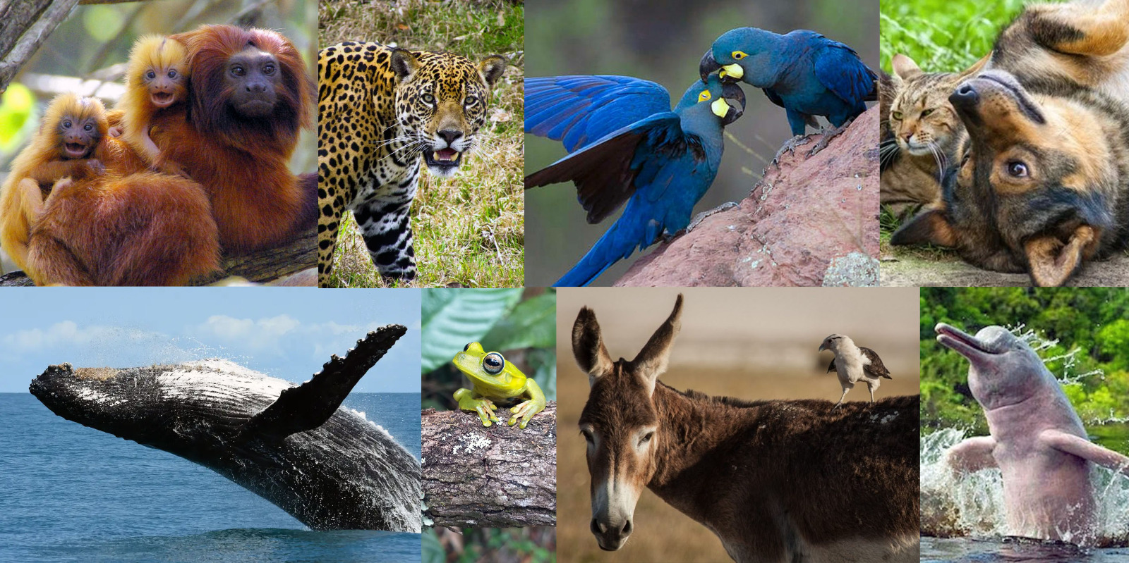 Mosaico animais