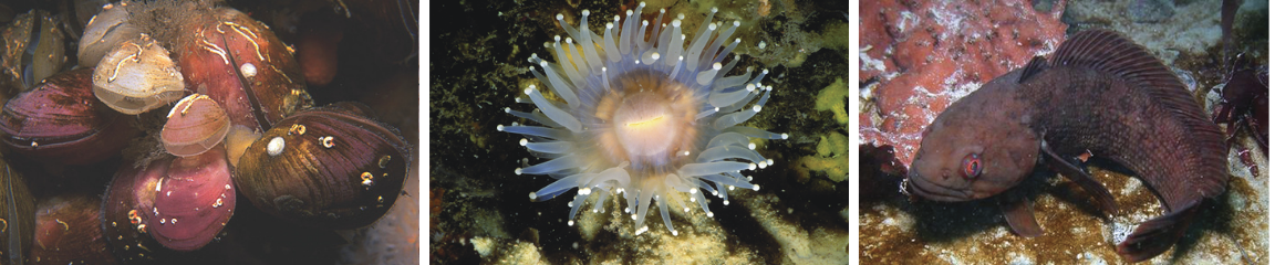 foto antártica 1 A.png