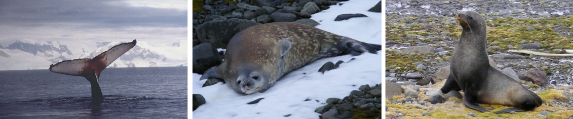 foto antártica 2.png