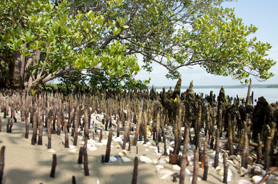 Manguezal APA-do-Rio-Mamanguape_PB-Wigold.png