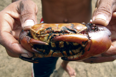 Manguezal Coelho-Jr.png