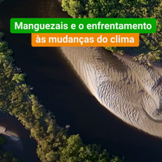 Manguezais no Enfretamento à Mudança do Clima.png