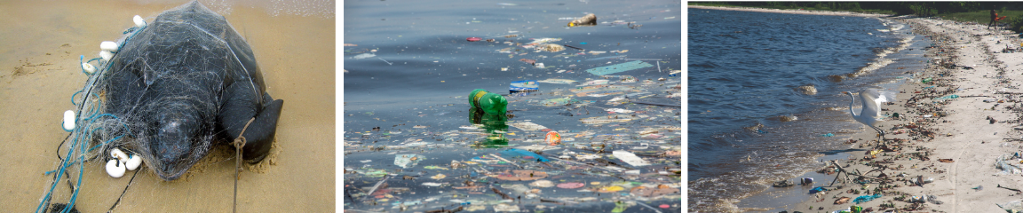 Centro Tamar IcmBio e Ricardo Gomes Instituto Mar Urbano.png