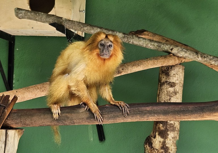 Mico-leão-dourado repatriado do Togo em operação conjunta do governo federal. Foto: Polícia Federal