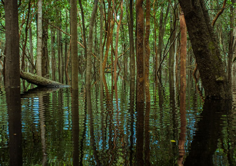 Parque Nacional do Jaú, no Amazonas. Foto: Meyriane de Mira Teixeira