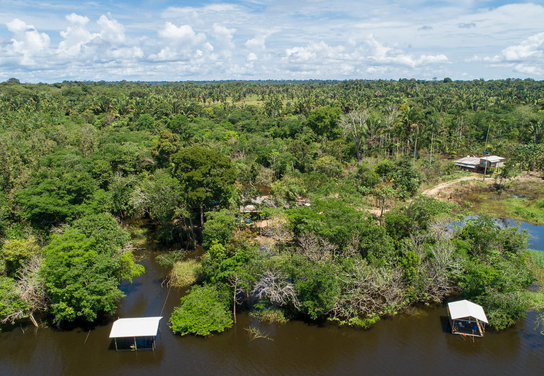floresta amazonia
