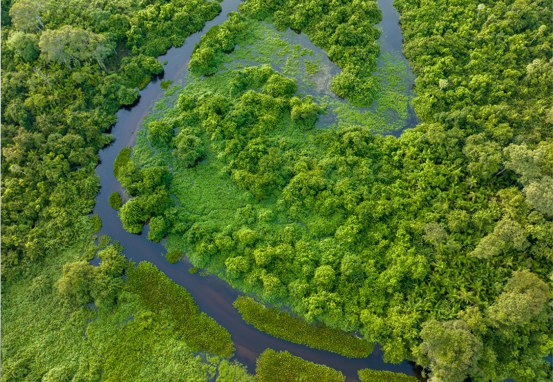 Ambientes naturais desempenham papel decisivo na conservação da diversidade biológica e no fortalecimento da capacidade do país de enfrentar os impactos da mudança do clima