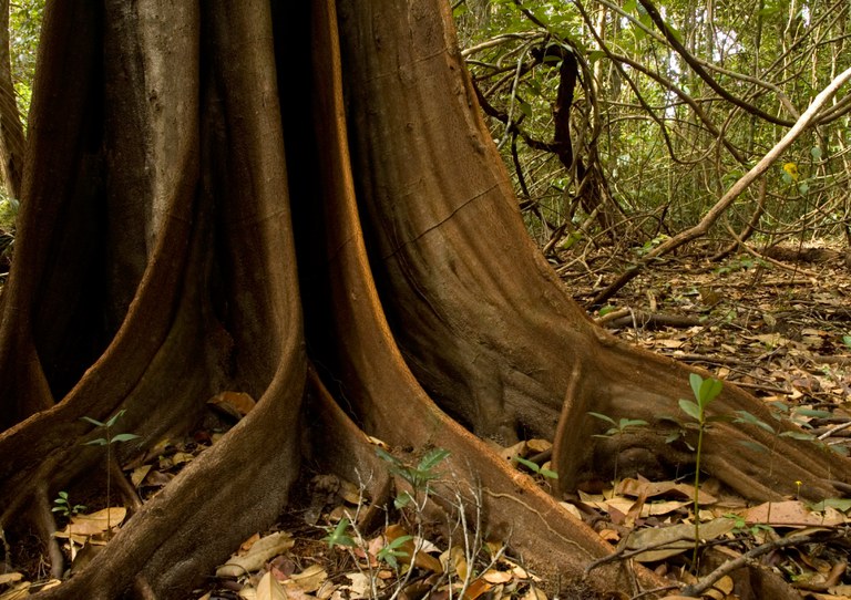 SAMAUMA_PRISCILA_FORONE_PROJETO ARPA.jpg