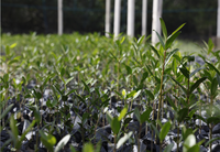 3º Leilão do Eco Invest mobiliza R$ 52,8 bilhões em investimentos em participação societária para transformação ecológica