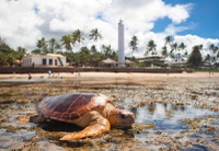 Autoridades debatem prioridades da COP15 durante programação da Semana Nacional dos Animais