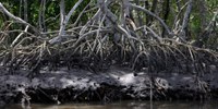 Brasil anuncia adesão à Mangrove Breakthrough, iniciativa global para proteção de manguezais