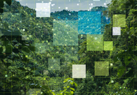 Brasil e parceiros globais lançam Bioeconomy Challenge na COP30 para impulsionar investimentos sustentáveis na natureza