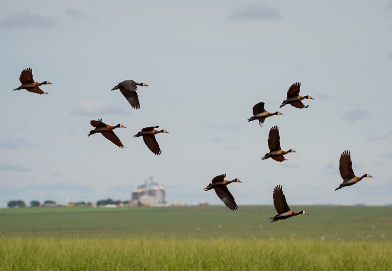 MMA CORTE_PASSAROS.png