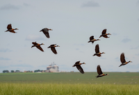 COP15: get to know Brazil’s migratory species and the actions for their conservation