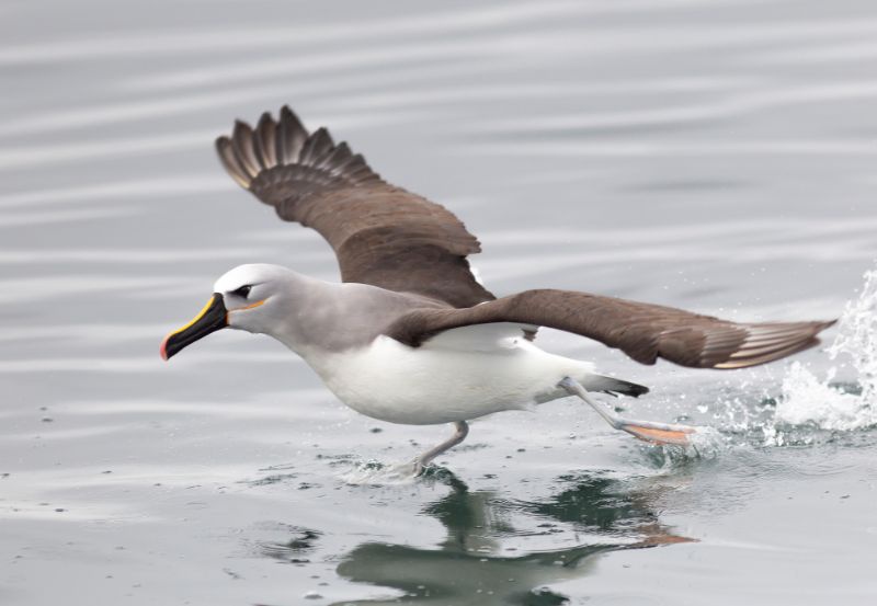 Albatroz-de-nariz-amarelo