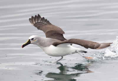 Albatroz-de-nariz-amarelo