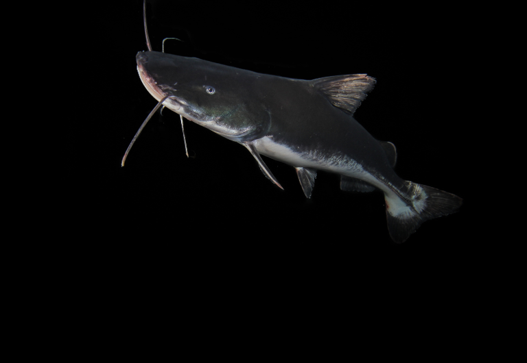 MMA CORTE_PEIXE_correto.png