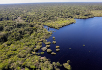 Fundo Amazônia aprova mais de R$ 2 bilhões em 2025 e Brasil avança na meta rumo ao desmatamento zero