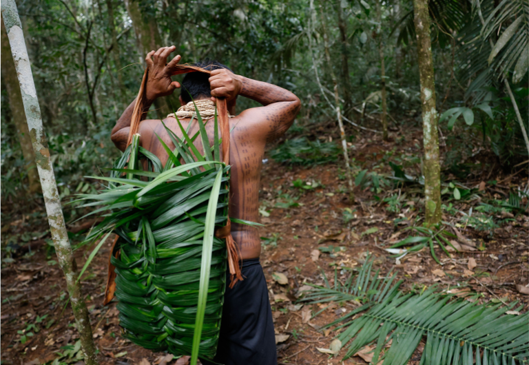 MMA CORTE_INDIGENA.png