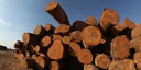  Fundo Clima apoiará projeto de secagem de madeira na Amazônia.jpg