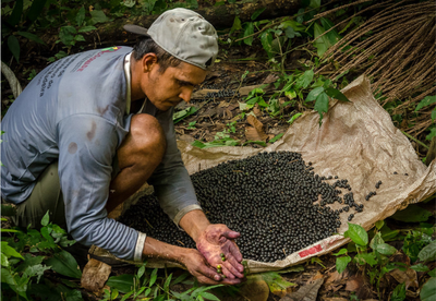 MMA CORTE_AGRICULTURA.png