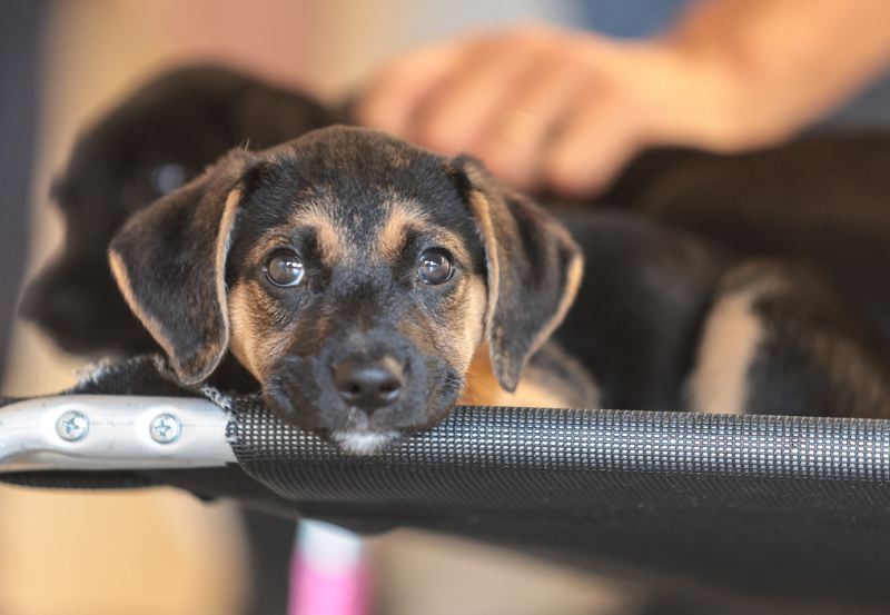 Parceria entre MMA e MJSP oferece curso para qualificar profissionais do Susp na identificação, investigação e resposta a crimes de maus-tratos contra animais