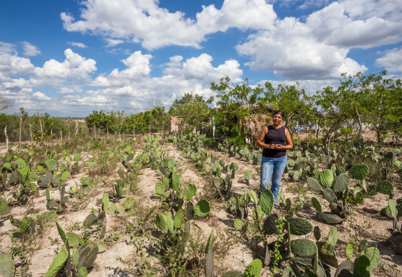 Iniciativa do MMA inspirada em práticas territoriais alia recuperação ambiental, segurança hídrica e alimentar e inclusão socioprodutiva de povos tradicionais e agricultores familiares para fortalecer a resiliência climática no Semiárido brasileiro