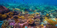 Governo federal cria estratégia para conservação e uso sustentável de recifes de coral no Brasil