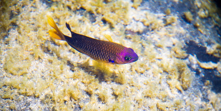 Piscina Natural dos Abreus copiar.jpg
