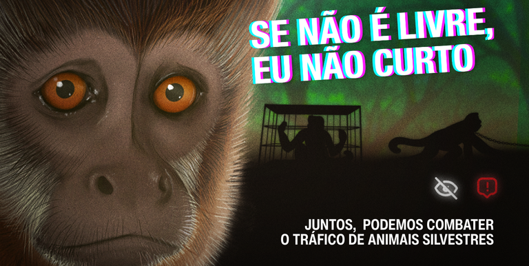  Ibama inicia campanha sobre papel das redes sociais no estímulo ao tráfico de animais silvestres.png