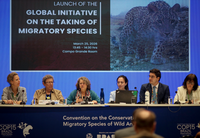 Iniciativa global lançada na COP15 vai combater captura ilegal e predatória de espécies migratórias