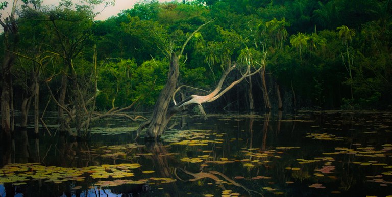 Marcelo Camargo - Agência Brasil.webp