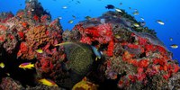 Uma das maiores unidades de conservação marinha do país, APA Costa dos Corais é ampliada pelo governo federal